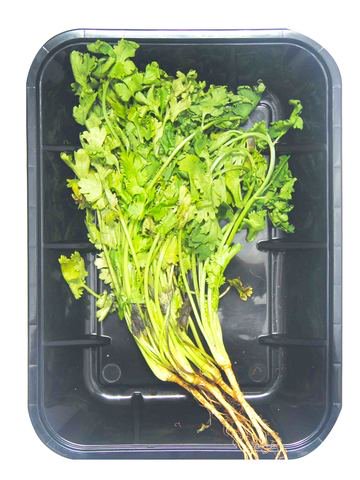 Global Fresh Wansoy 100 g