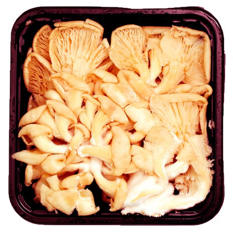 Global Fresh Mushroom Oyster 1 pack