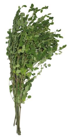 Global Fresh Malungay Leaves 160 g