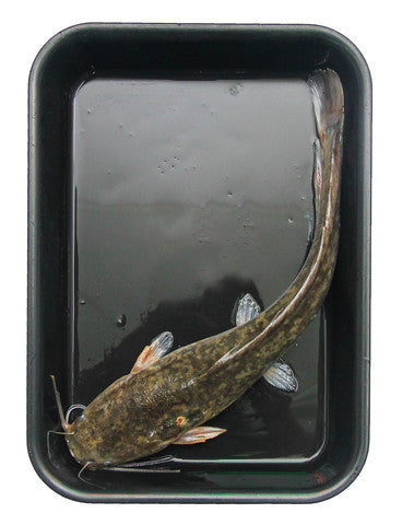 Fishta Seafood Hito Fish Live 500 g