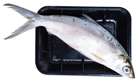 Fishta Seafood Bangus Jumbo 500 g