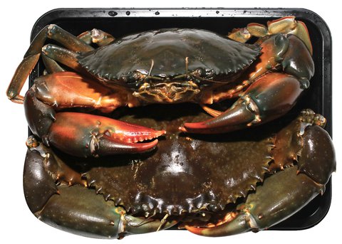 Fishta Live Crab 375 g