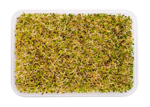 Global Fresh Organic Alfalfa 1 pack